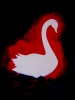 Swans 