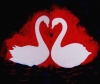 Swans  (two pictures)