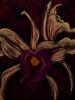 Orchids