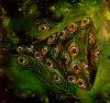 Peacock (version two)